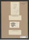 Brightwellia coronata (Bright.) Ralfs (de-Toni-Nr.: Genus 197, Species 4816) Zeichnungen Sammlung Grunow Nr. 8463 (NHMW-BOT-W0377947)